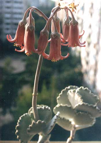 Cotyledon undulata