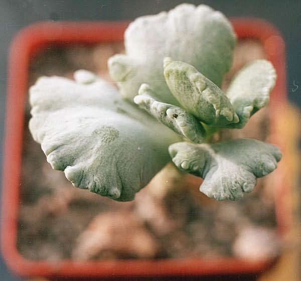 Cotyledon undulata f  monstrosa