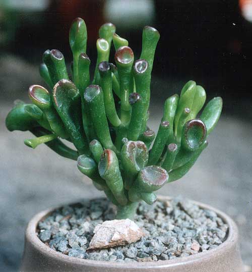 Crassula_portulacaria_f_monstrosa.jpg