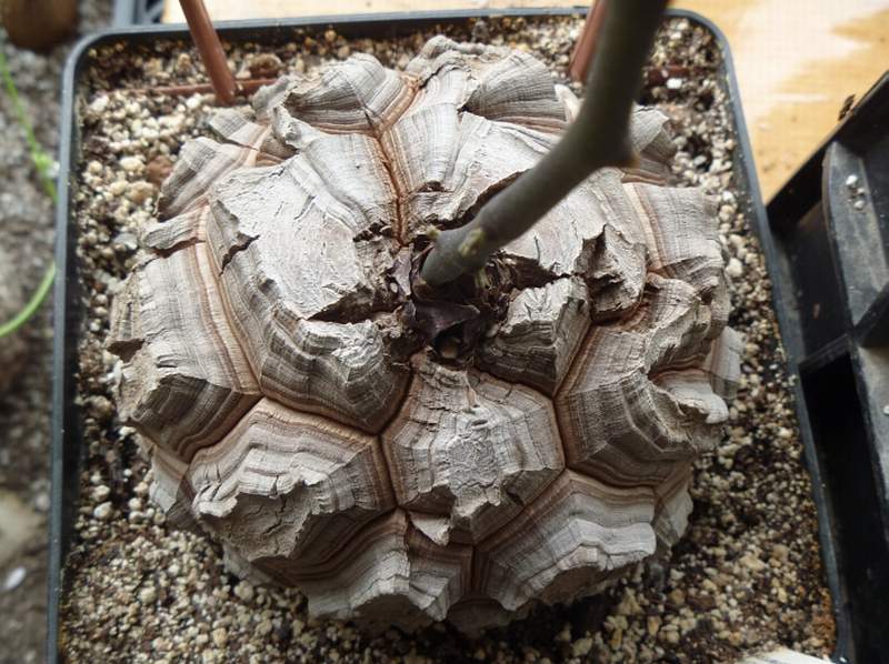 Dioscorea elephantipes Archis FG