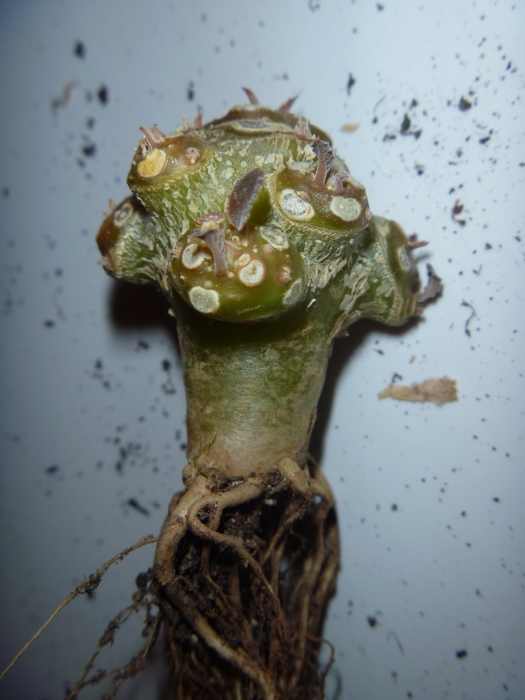 Dorstenia foetida f  brevicaule Archis FG