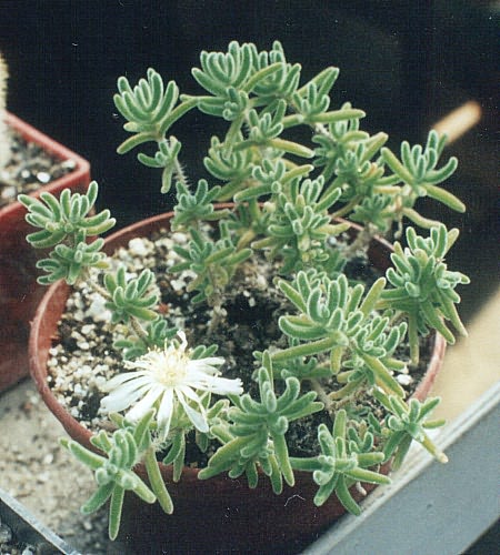 Drossanthemum eburneum