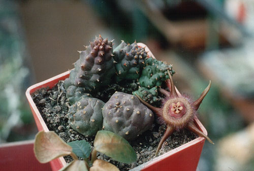 Duvalia compacta