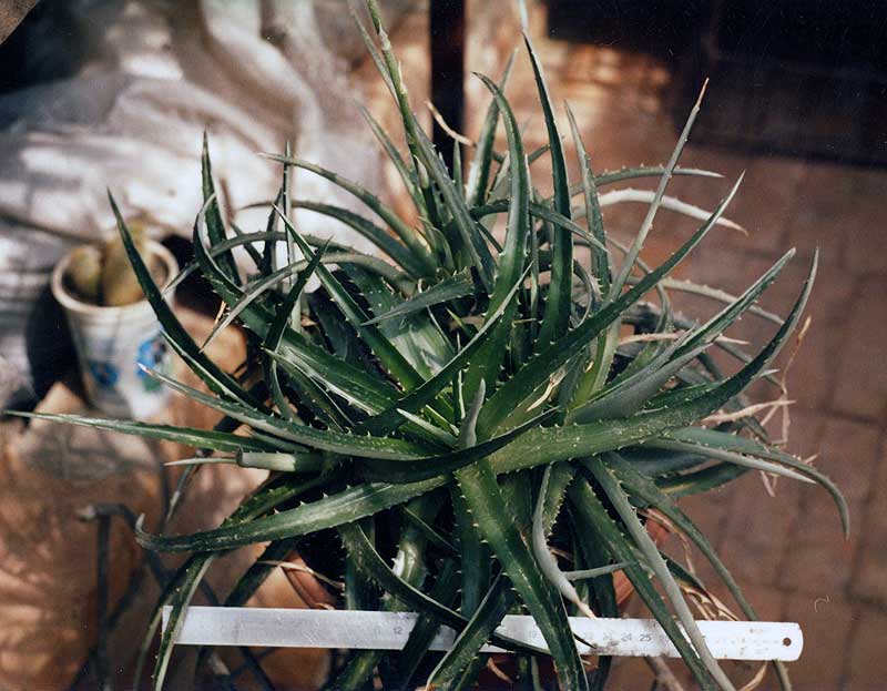 Dyckia sp.