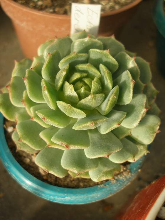 Echeveria derenbergii Iv FG