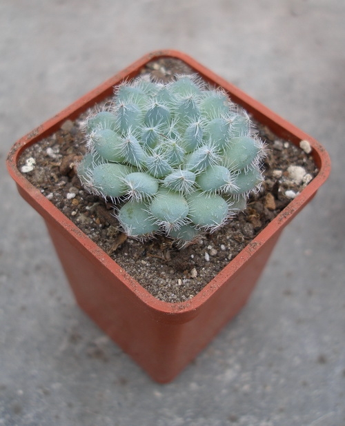 Echeveria harmsii1 Ketsko-photo Ivanova 001