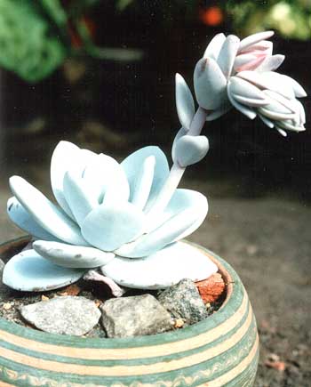 Echeveria lau