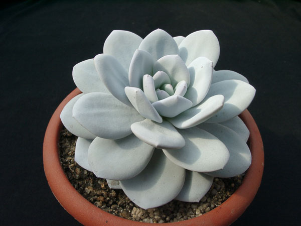 Echiveria laui