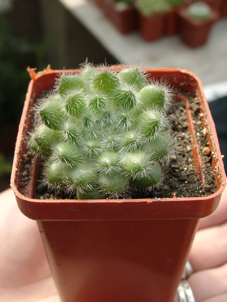 Echiveria setoza
