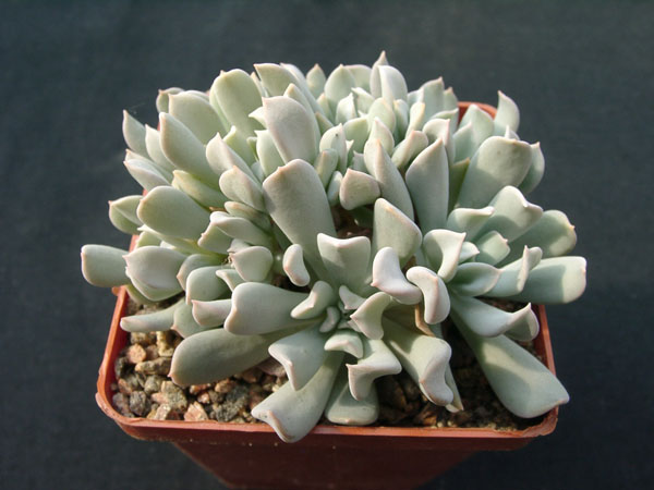 Echiveria tompsi-tarbi