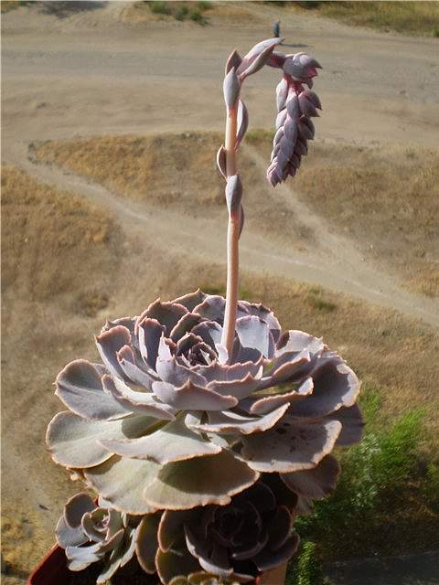 Ph Echeveria shaviana1 Necro