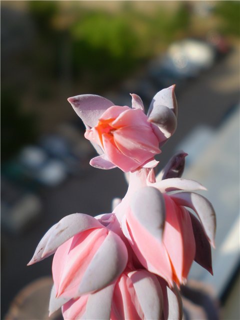 Ph Echeveria shaviana Necro