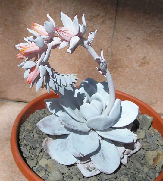 echeveria laui Ru FG