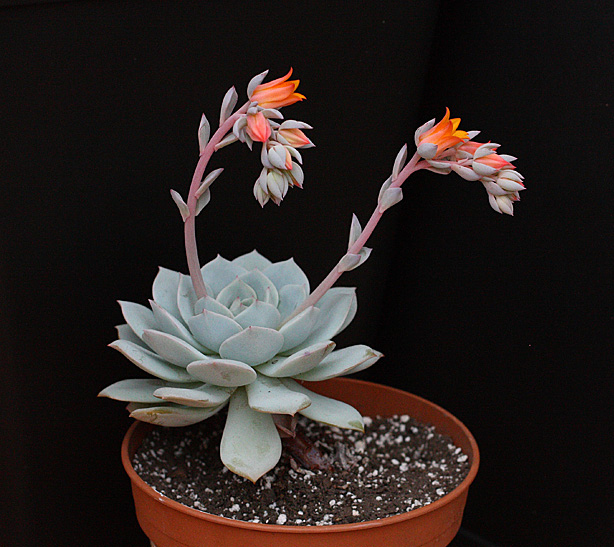 Echeveria derenbergii x laui