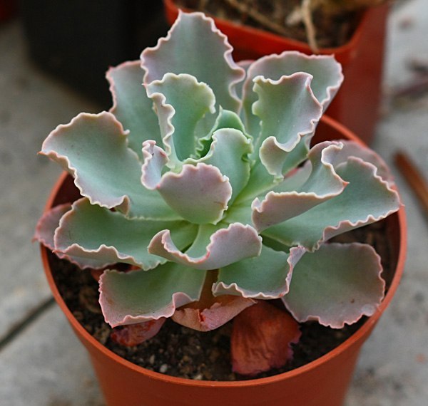 cheveria cv  frilly