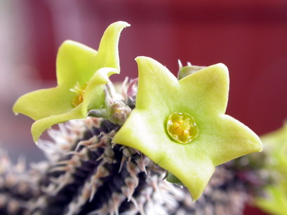 Echidnopsis chrysantha ES 3622