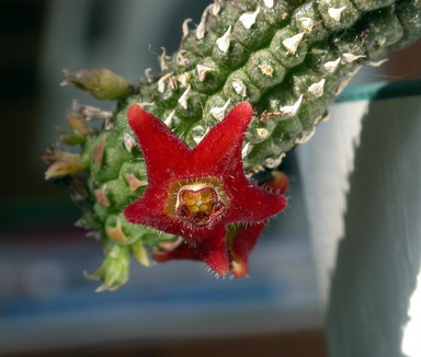 Echidnopsis lavraniana