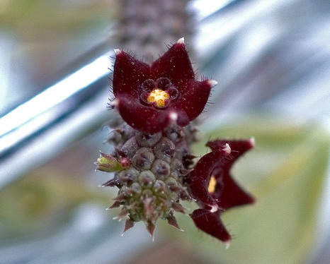 Echidnopsis repens