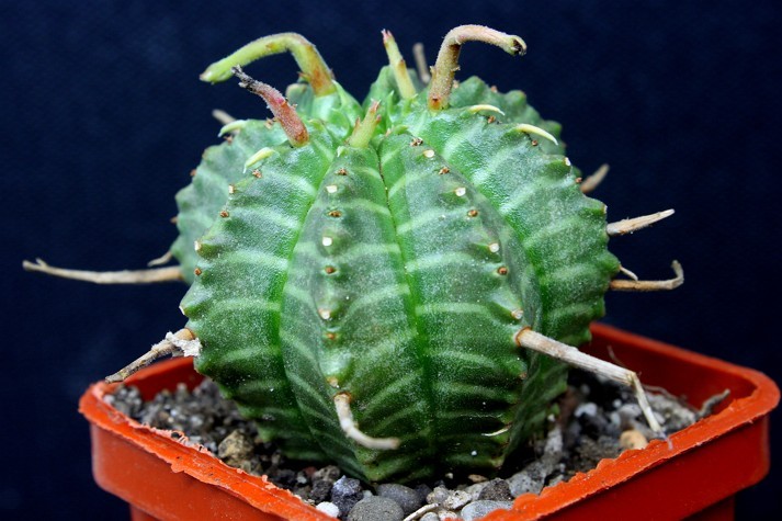 Euhorbia valida
