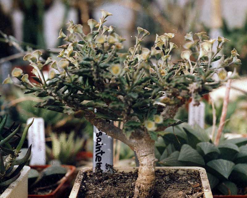 Euphorbia capsaintemariensis