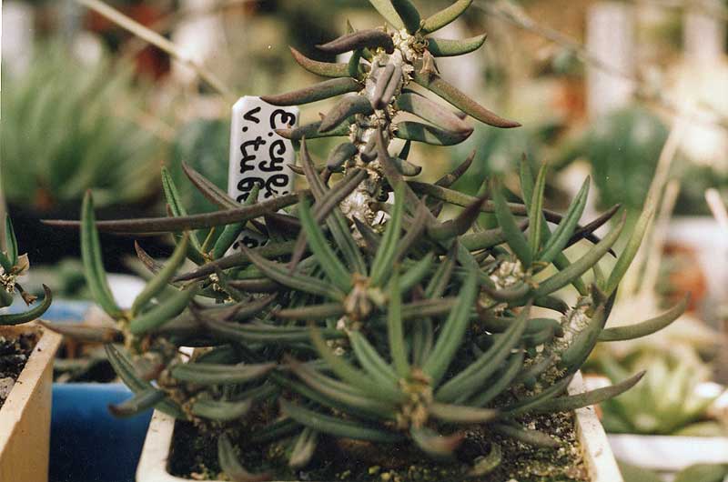 Euphorbia cylindrifolia v. tuberifera