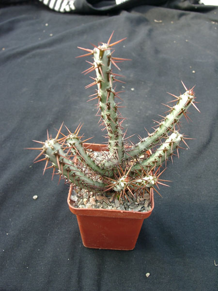 Euphorbia SP