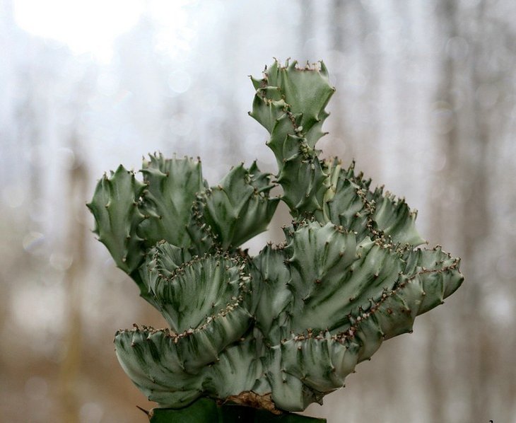 Euphorbia  lactea fa cristata