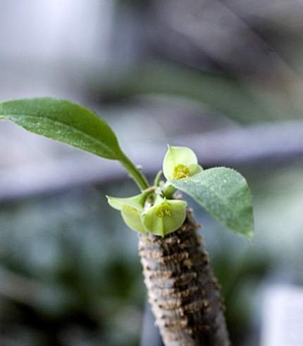 Euphorbia ankarensis Marek FG
