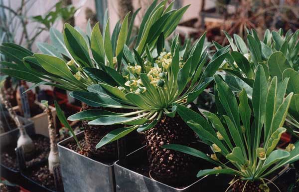 Euphorbia bupleurifolia