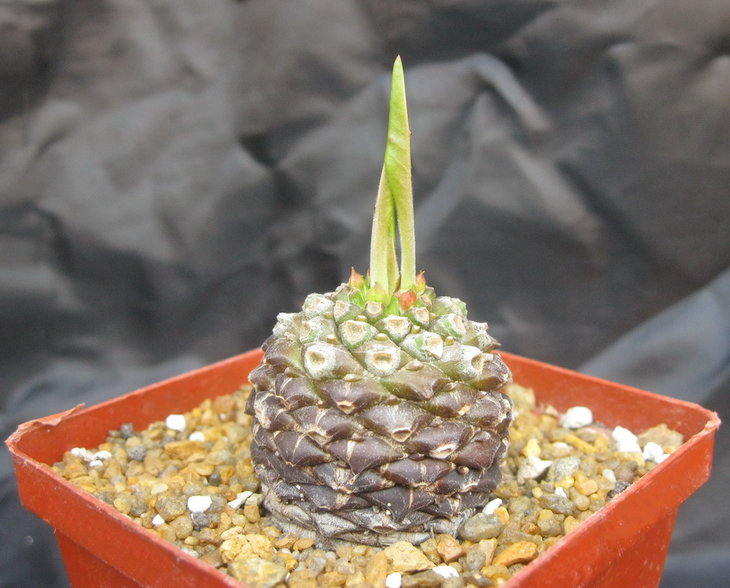 Euphorbia bupleurifolia