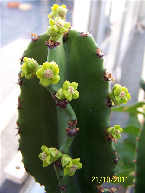 Euphorbia candelabrum Tamara
