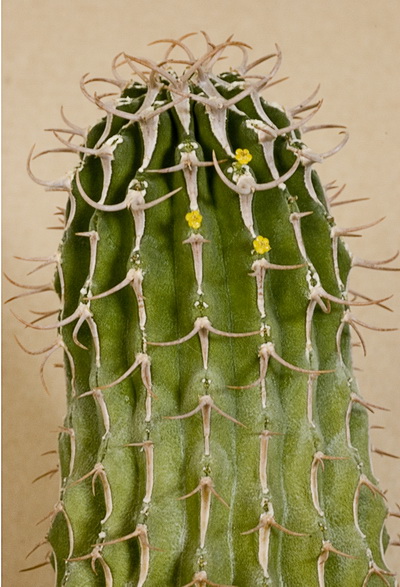 Euphorbia columnaris