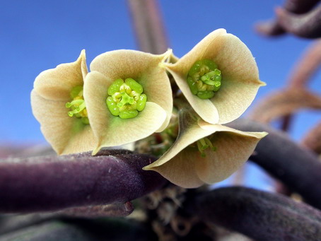 Euphorbia cylindrifolia ssp  tuberifera