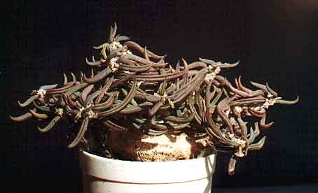Euphorbia cylindrifolia