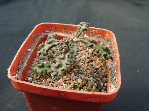 Euphorbia decaryi