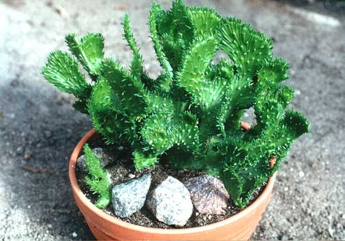 Euphorbia f. cristata
