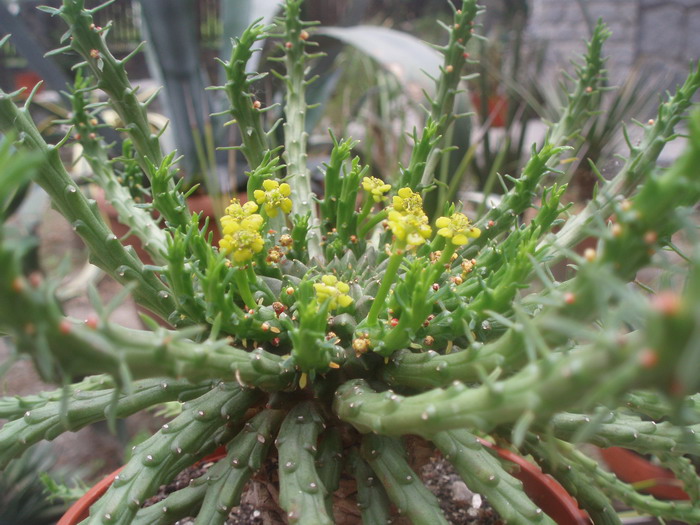 Euphorbia flanaganii