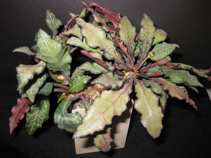 Euphorbia francoisii Sirocco winner march2012