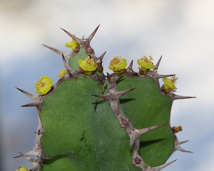 Euphorbia grandicornis