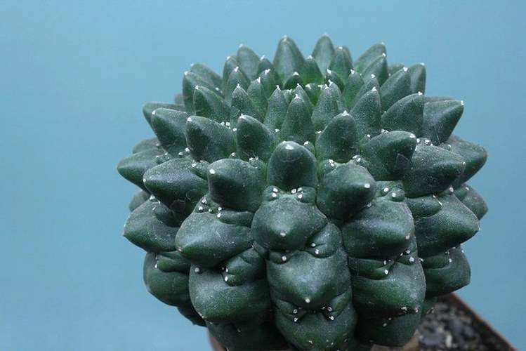 Euphorbia gymnocalycioides 001