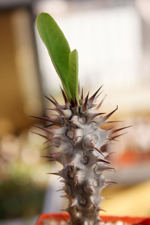Euphorbia horombense