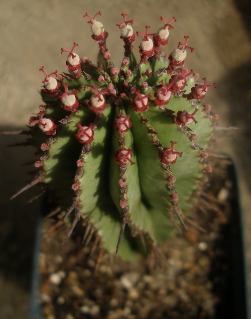 Euphorbia horrida 
