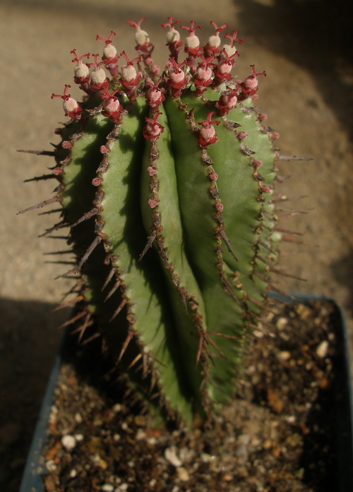 Euphorbia horrida 1