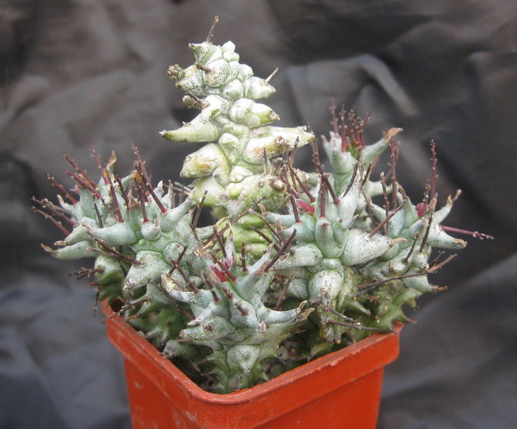 Euphorbia horrida fa  monstrosa