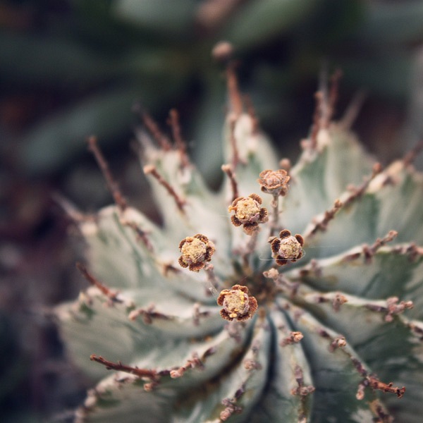 Euphorbia horrida v alba