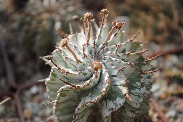 Euphorbia horrida var alba