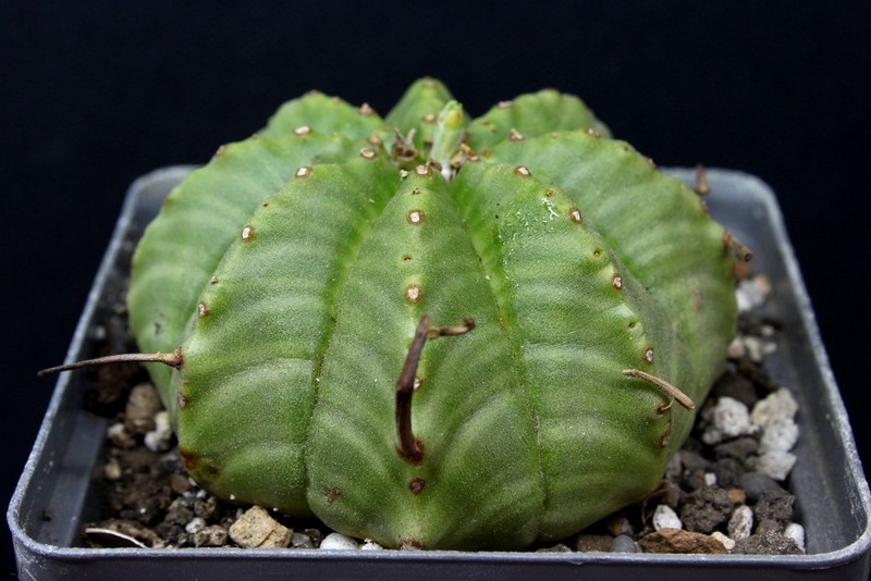 Euphorbia mel formis
