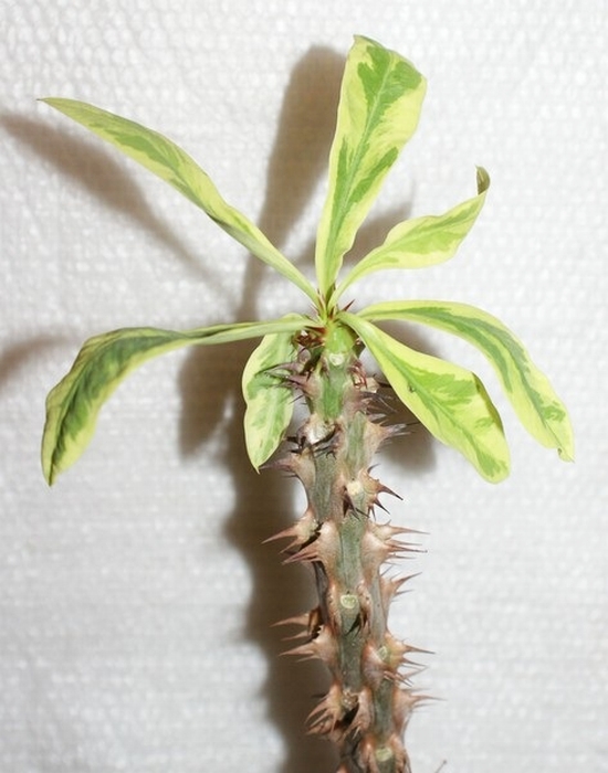 Euphorbia milii f variegata