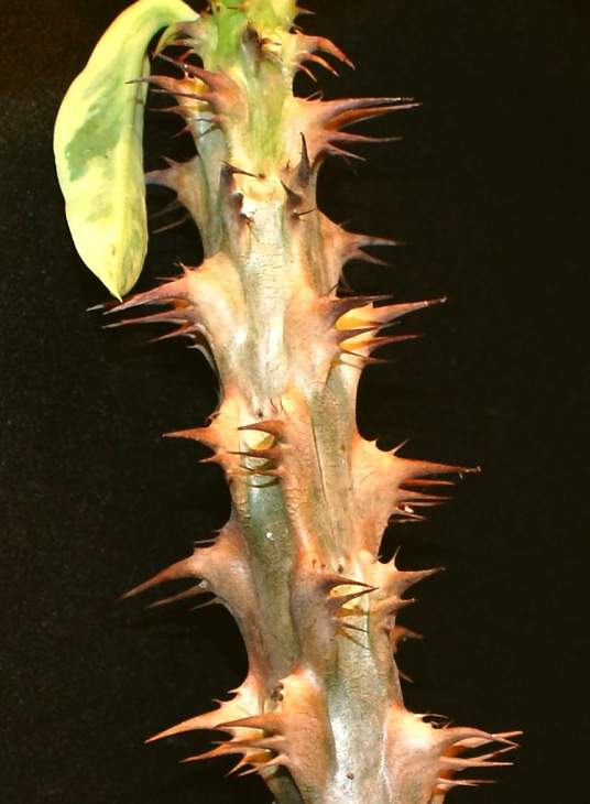 Euphorbia millii variegata Jess