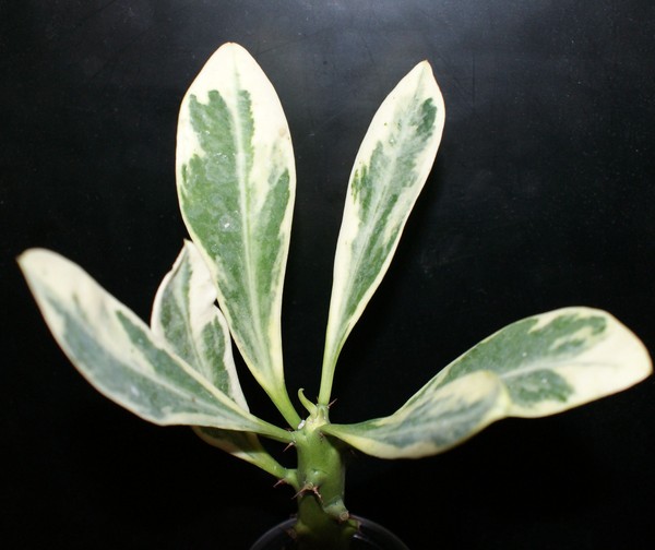 Euphorbia neriifolia f variegata